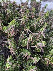 Indigofera sp11