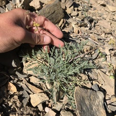 Lomatium observatorium