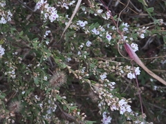 Lespedeza inschanica