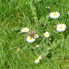 Pararge aegeria