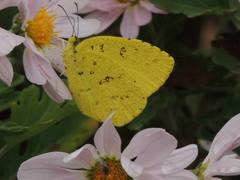 Eurema mandarina
