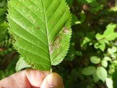 Stigmella lemniscella