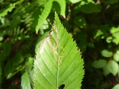 Stigmella lemniscella