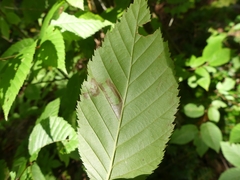 Stigmella lemniscella