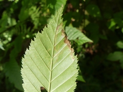 Stigmella lemniscella