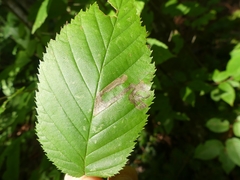 Stigmella lemniscella