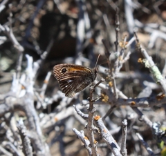 Auca coctei nycteropus