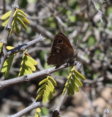 Auca coctei nycteropus