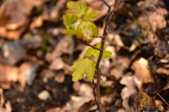 Acer opalus