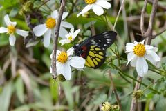 Delias pasithoe