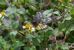 Delias pasithoe