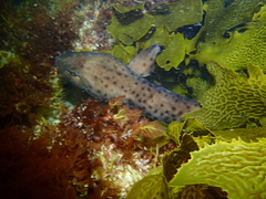 Aulohalaelurus labiosus