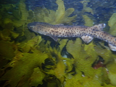 Aulohalaelurus labiosus