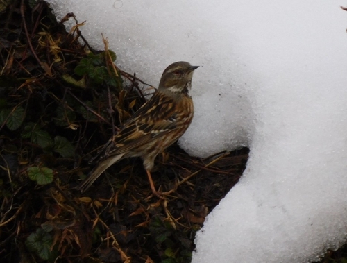 Altai Accentor (Prunella himalayana), photo 7