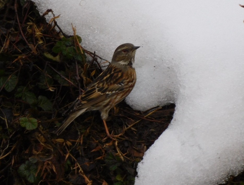 Altai Accentor