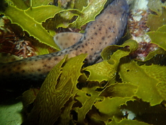 Aulohalaelurus labiosus