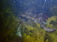 Aulohalaelurus labiosus