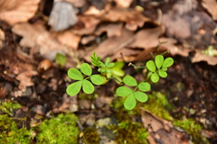 Hippocrepis emerus emerus