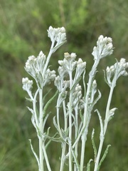 Pseudognaphalium oligandrum
