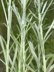 Pseudognaphalium oligandrum