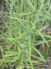 Pseudognaphalium oligandrum