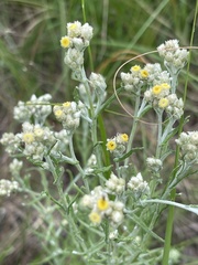 Pseudognaphalium oligandrum