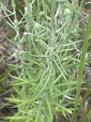 Pseudognaphalium oligandrum