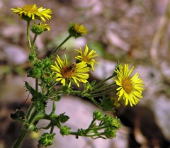 Microliabum polymnioides