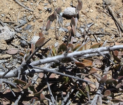 Krameria cistoidea