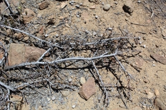 Krameria cistoidea