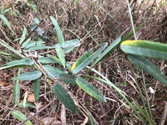 Cryptolepis sinensis