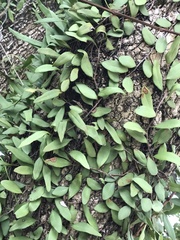 Pyrrosia adnascens