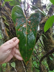 Anthurium hornitense