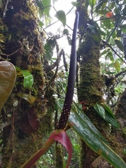 Anthurium hornitense