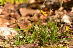 Carex humilis