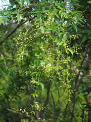 Neoalsomitra clavigera