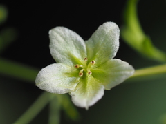 Neoalsomitra clavigera