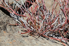 Erythrostemon angulatus