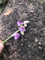Vigna frutescens