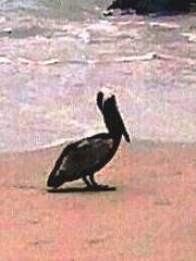 Pelecanus occidentalis