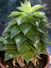 Echeveria purpusorum