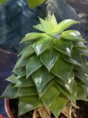 Echeveria purpusorum