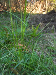 Cyperus amuricus