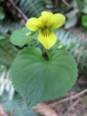 Viola glabella