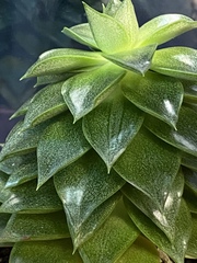 Echeveria purpusorum