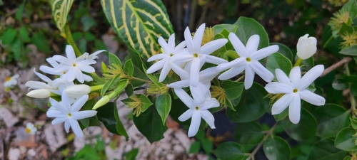 Image of Jasminum multiflorum by (c) ritirene, some rights reserved (CC BY)