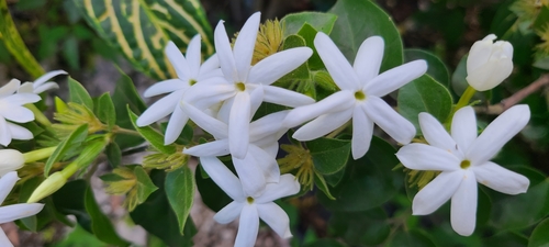 Image of Jasminum multiflorum by (c) ritirene, some rights reserved (CC BY)