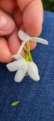 Jasminum multiflorum