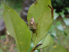 Eocanthecona formosa