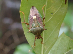 Eocanthecona formosa
